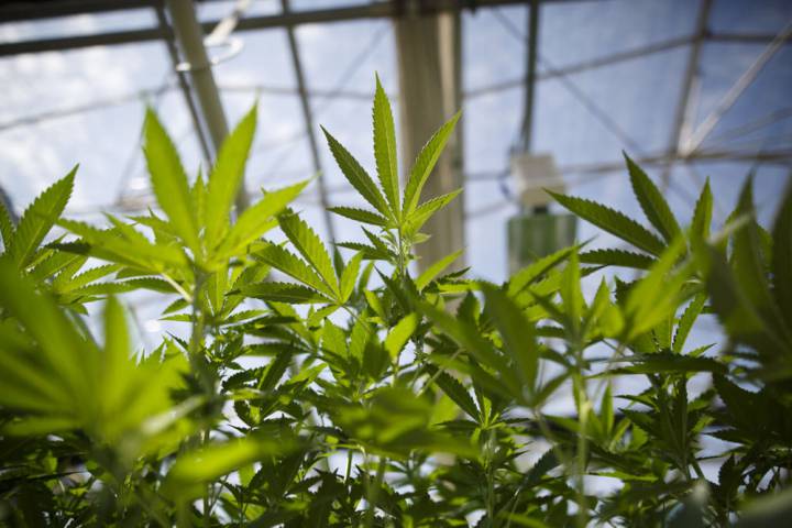 Ottawa City Council Voted To Allow Retail Cannabis Stores