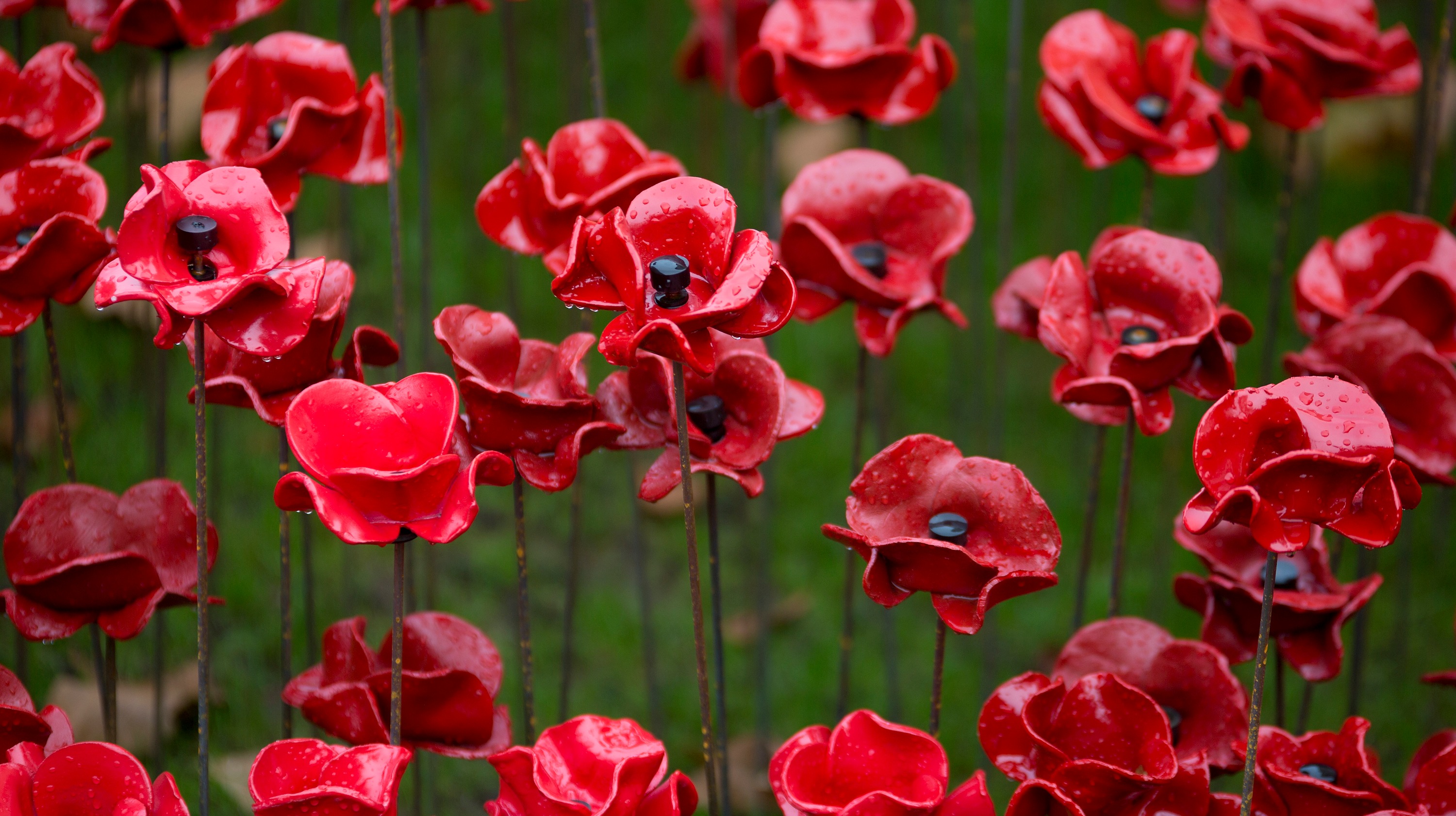 Digital Poppies Arrive In time For Remembrance Day