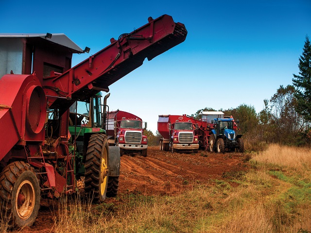 P.E.I.'s dry summer may affect the potato yield.
